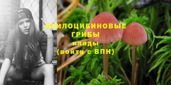 индика Алексин